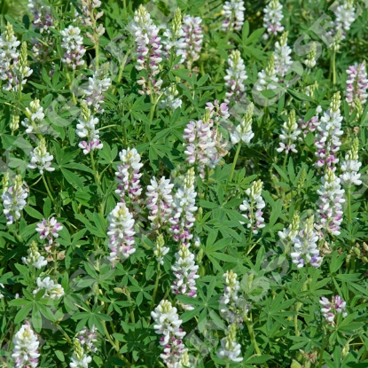 Picture of Lupinus Nanus - Pixie Pink